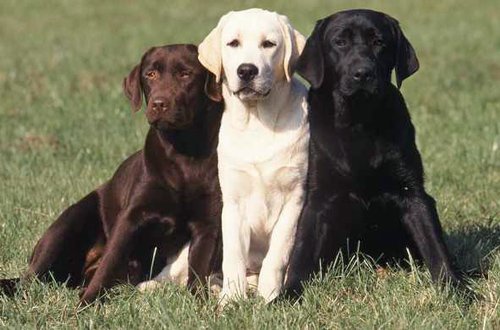 Labrador Retriever