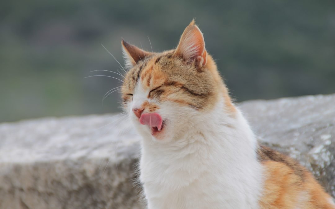 Top 10 Interesting Facts About Cats 0 (0)
